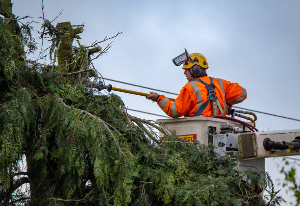 Best Palm Tree Trimming  in Bohemia, NY