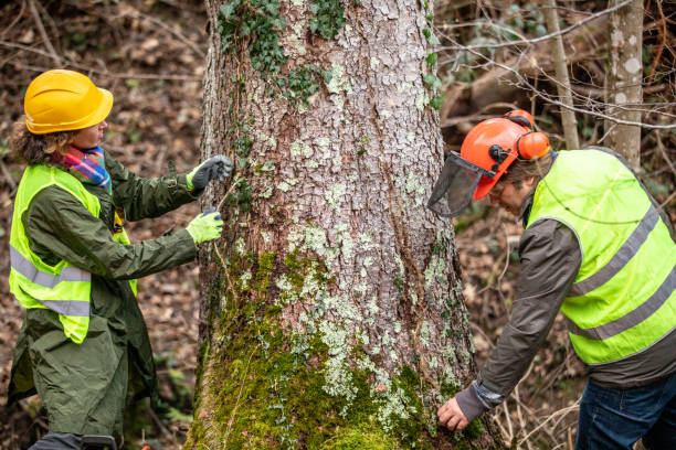 Best Tree Disease Treatment  in Bohemia, NY