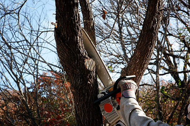  Bohemia, NY Tree Services Pros