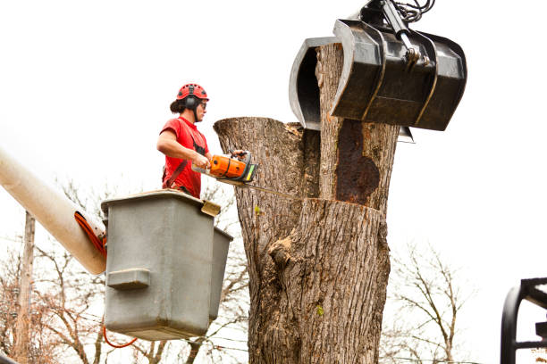 Best Root Management and Removal  in Bohemia, NY